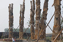 安徽合肥98棵天價古樹集體死亡