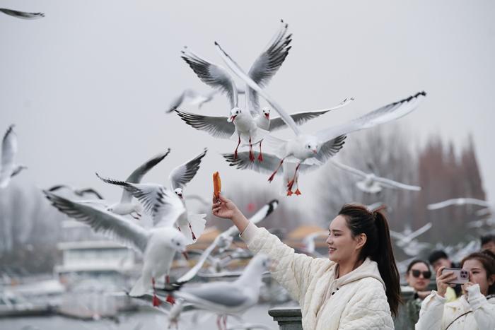 “春城”昆明迎降溫 游客觀鷗熱情不減