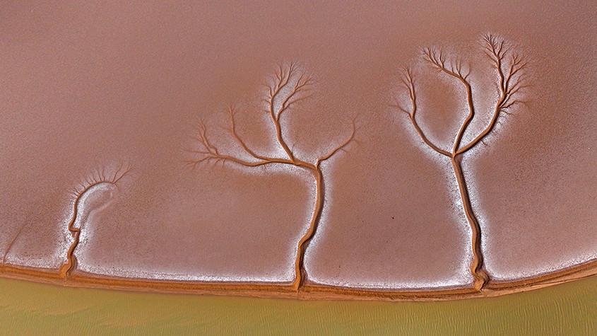 黃河入?？跐竦噩F“潮汐樹”景觀