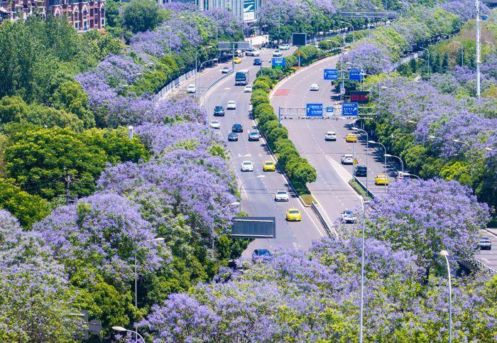 重慶藍花楹盛開 城市道路變身“紫色花?！?>
     <p>重慶藍花楹盛開 城市道路變身“紫色花?！?/p>
</a><a href=