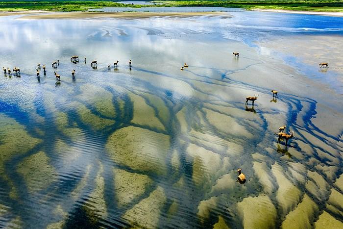 江蘇東臺條子泥濕地風(fēng)光美如畫