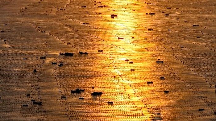 山東榮成：漁民迎朝陽開展海帶養殖作業