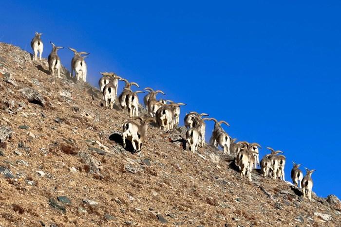 上百只巖羊現身青海德令哈柏樹山地區