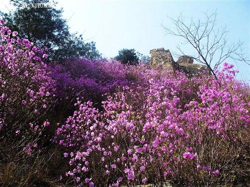 ���D���{��֮����ɽ 4����������SUV ��܇֮��