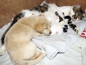 �����J��؈��ĸ�c��ĸ����Ӱ���x(�D)