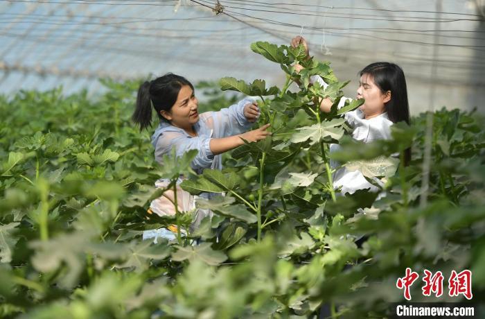 新疆策勒:天津?qū)谠ń蚰闲麓宕蛟臁爱a(chǎn)城融合”新模式