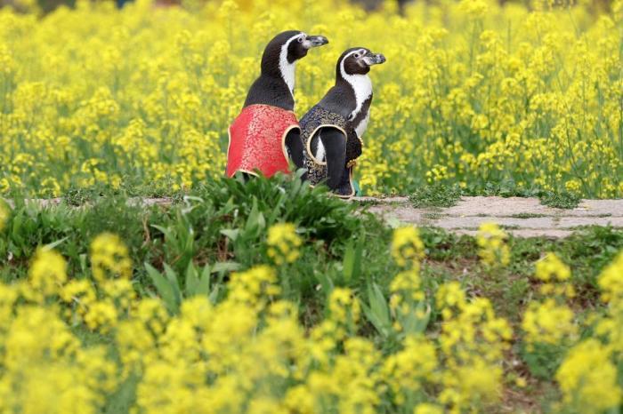 愜意！南京海底世界洪氏環(huán)企鵝戶外踏青“享”春光